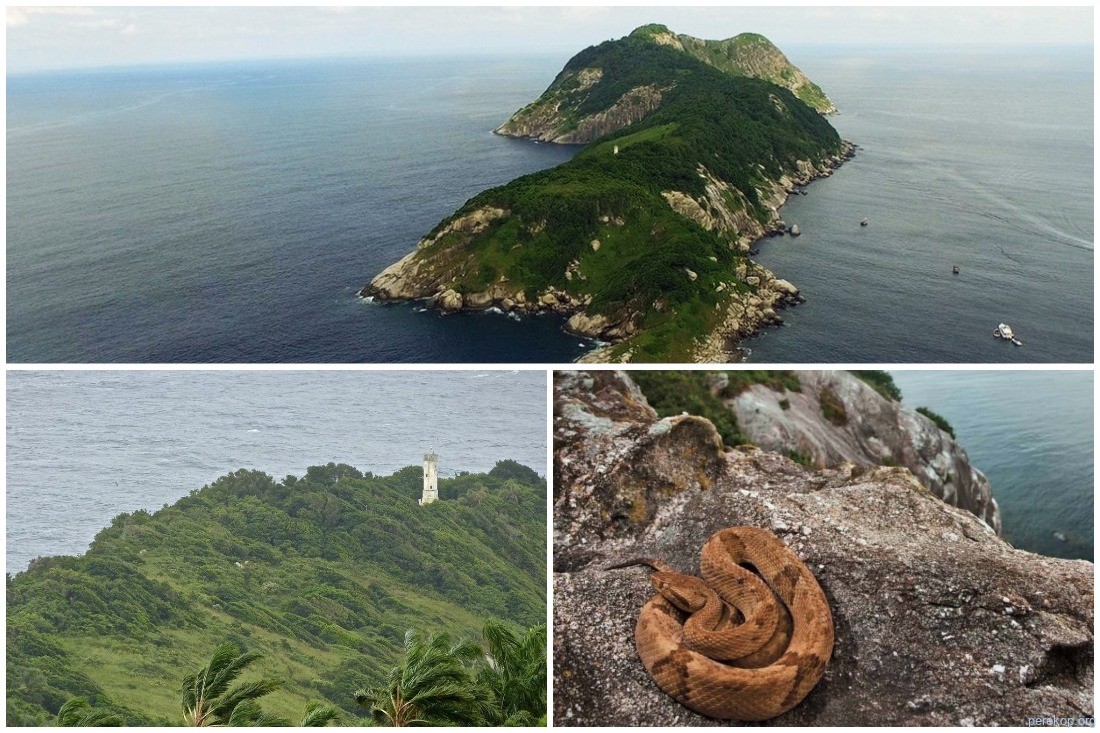 Самые жуткие места мира: полный смертоносных змей остров, где запрещено появляться человеку